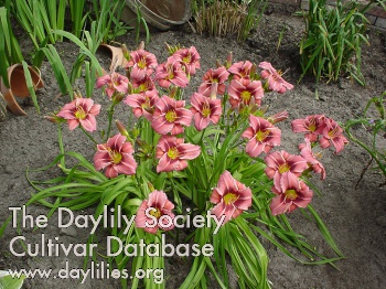 Daylily Longfields Purple Eye